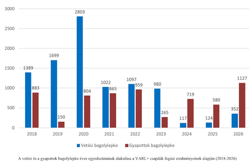 Vetési és gyapottok bagolylepke éves egyedszámok 2018-2026